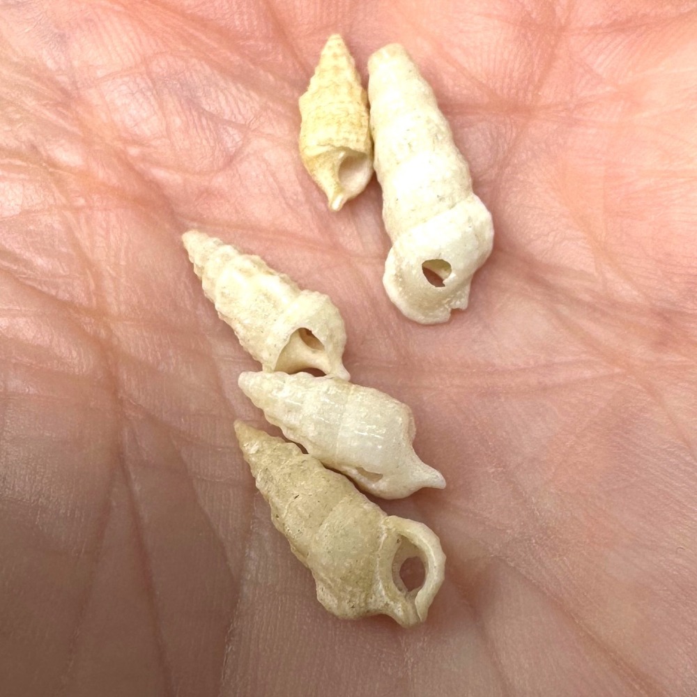 Sea Shell Beads White Natural Spiral Beach Coastal Craft DIY